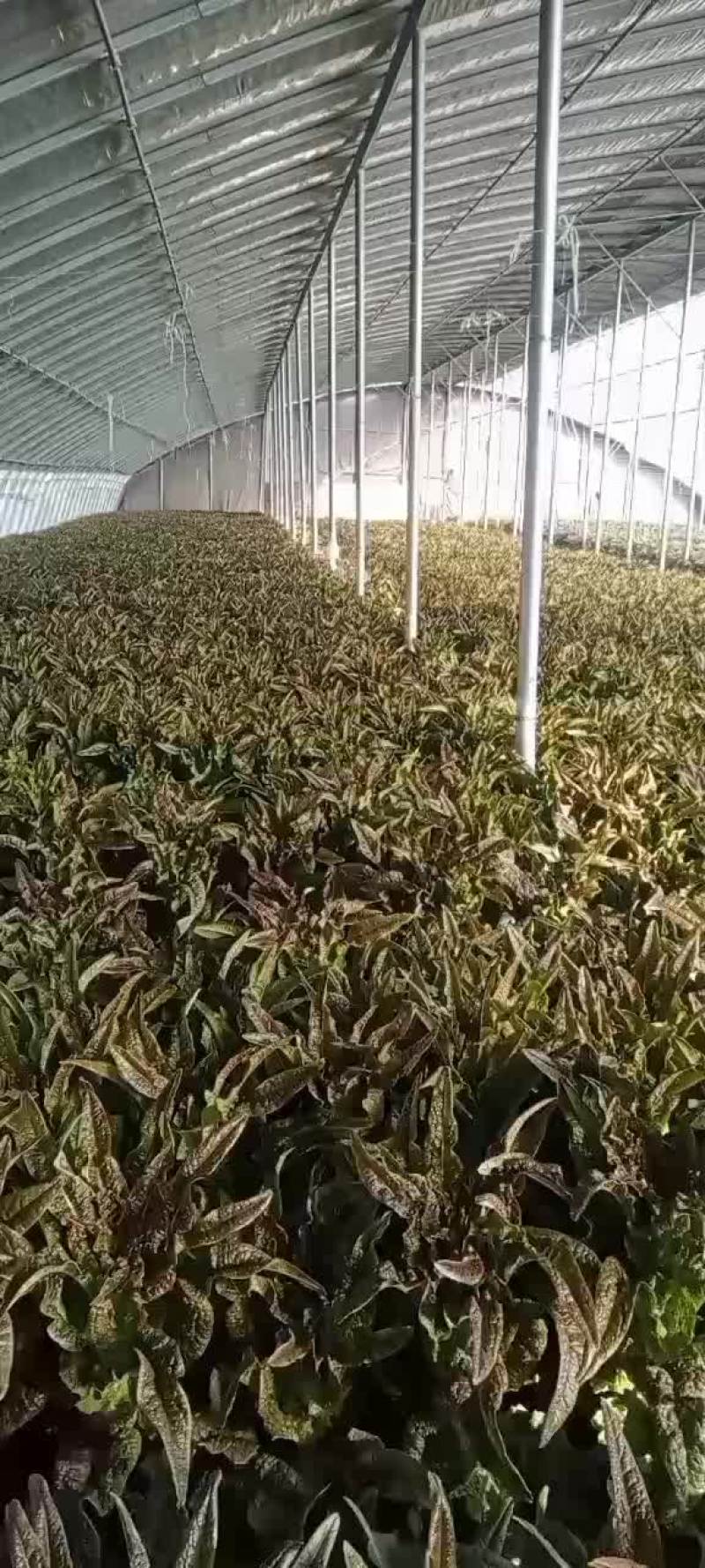 大棚莴苣，欢迎各位老板前来采购