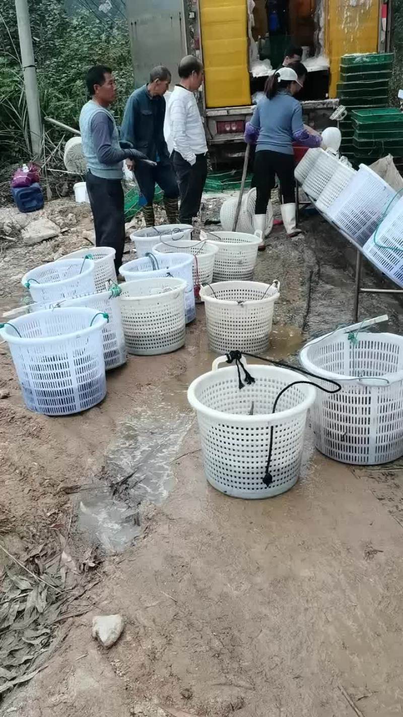 生猛活基围虾，对虾，白虾，