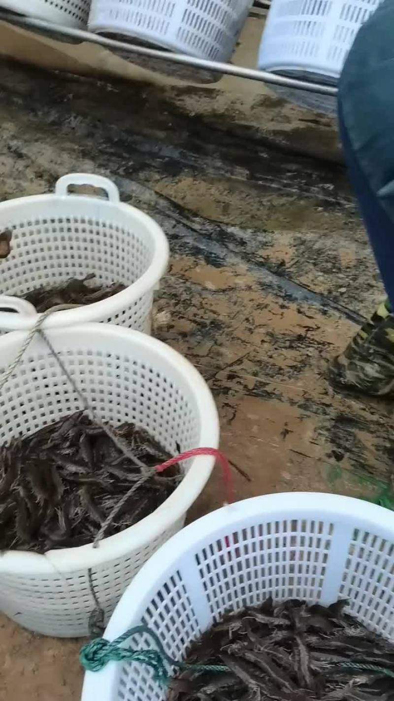 生猛活基围虾，对虾，白虾，