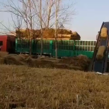 大棚保温草帘，草绳，稻壳