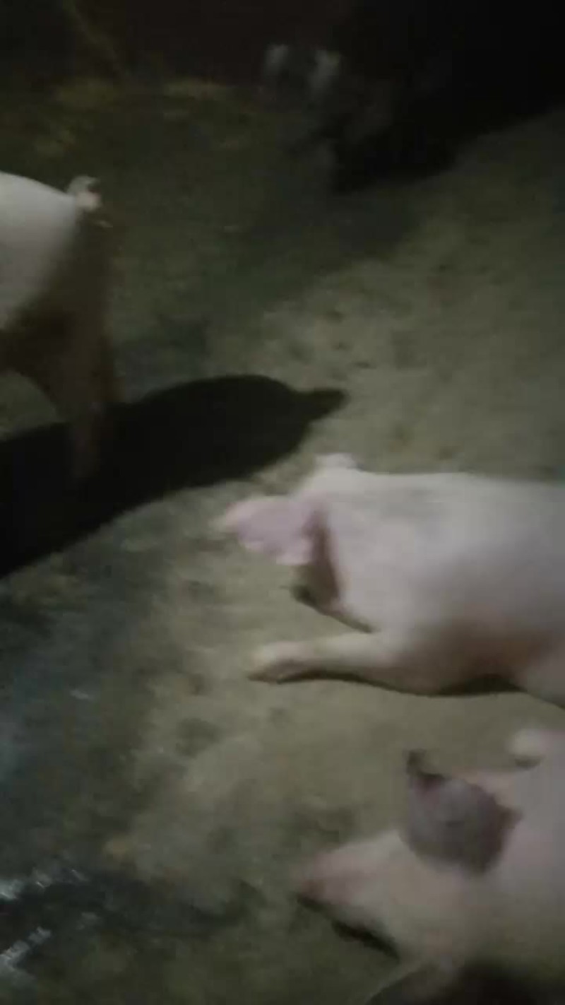 吃玉米养大的