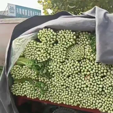 芹菜精品