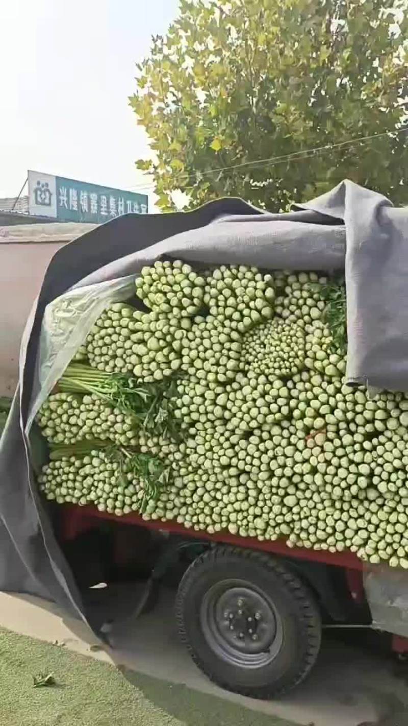 芹菜精品