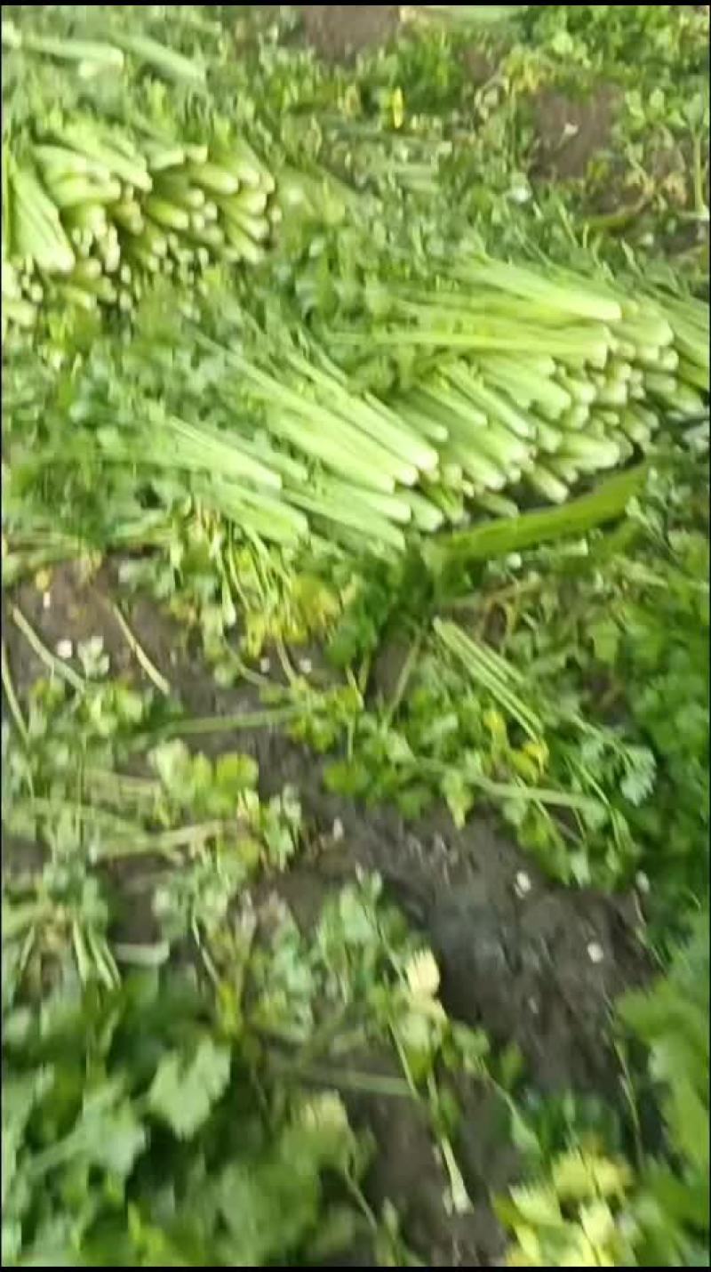 芹菜精品