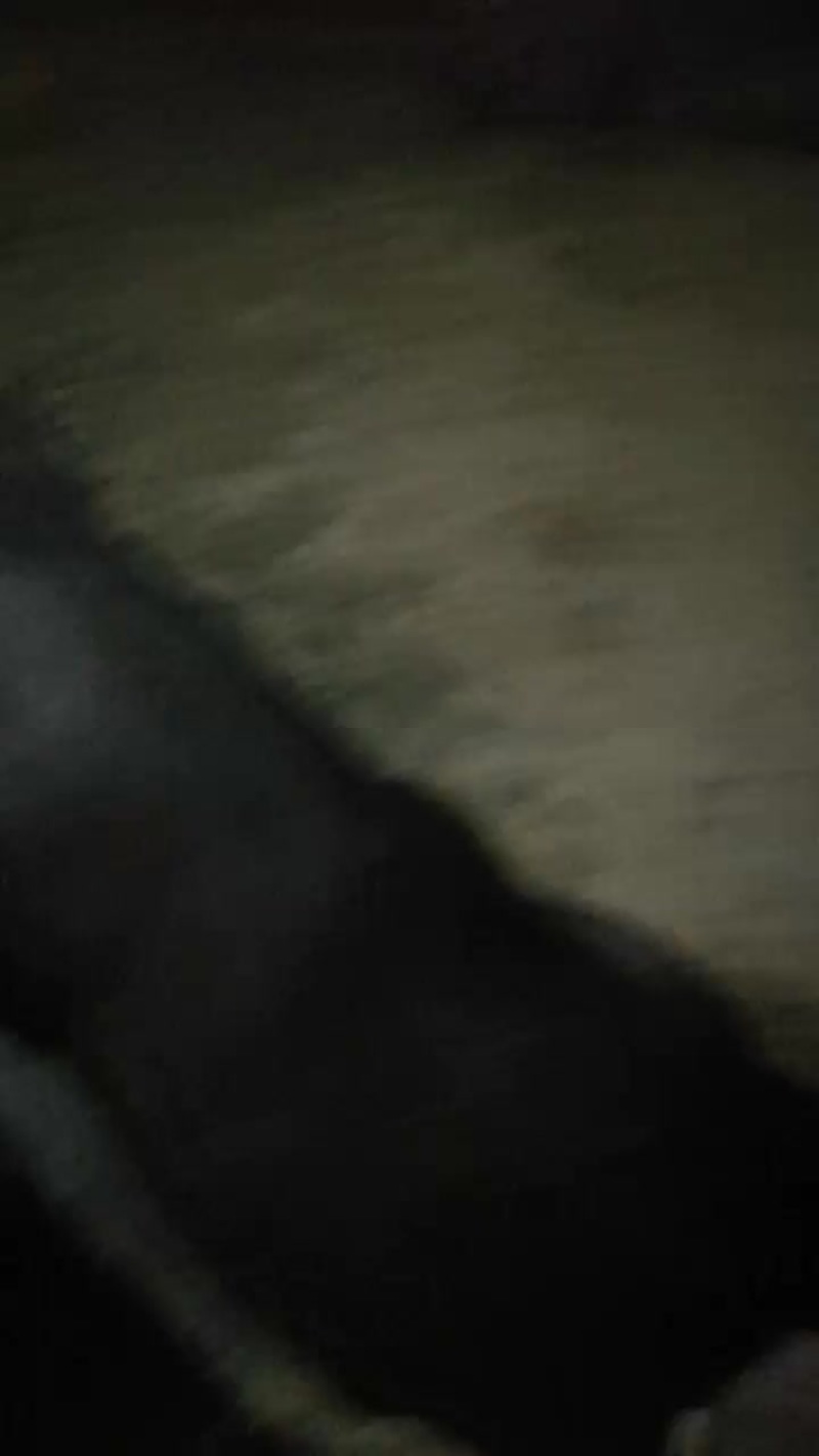 吃玉米养大的