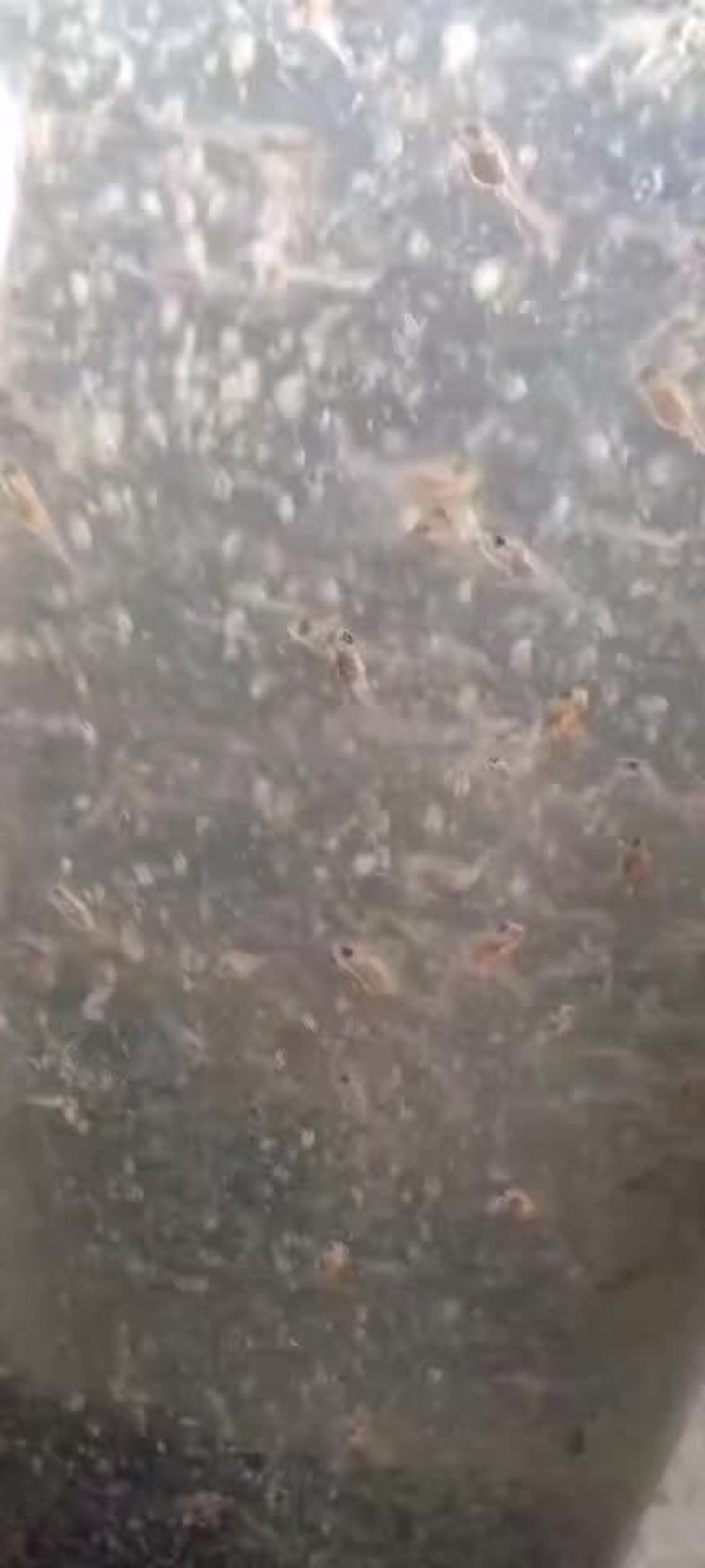加州鲈鱼苗