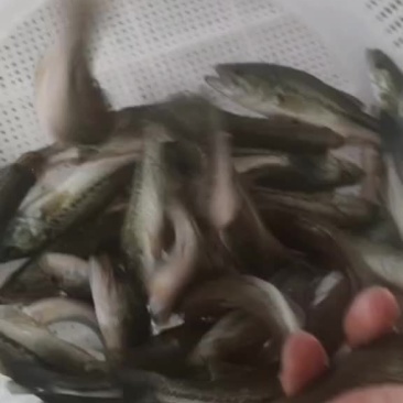 加州鲈鱼苗