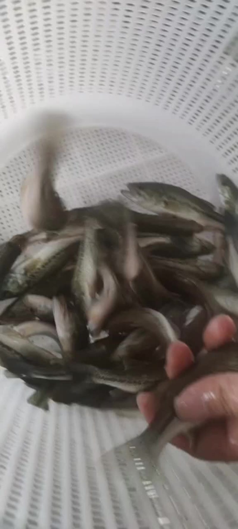 加州鲈鱼苗