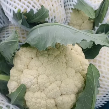 精品松花