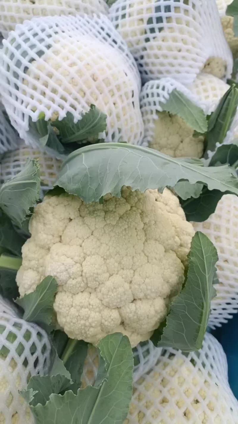 精品松花