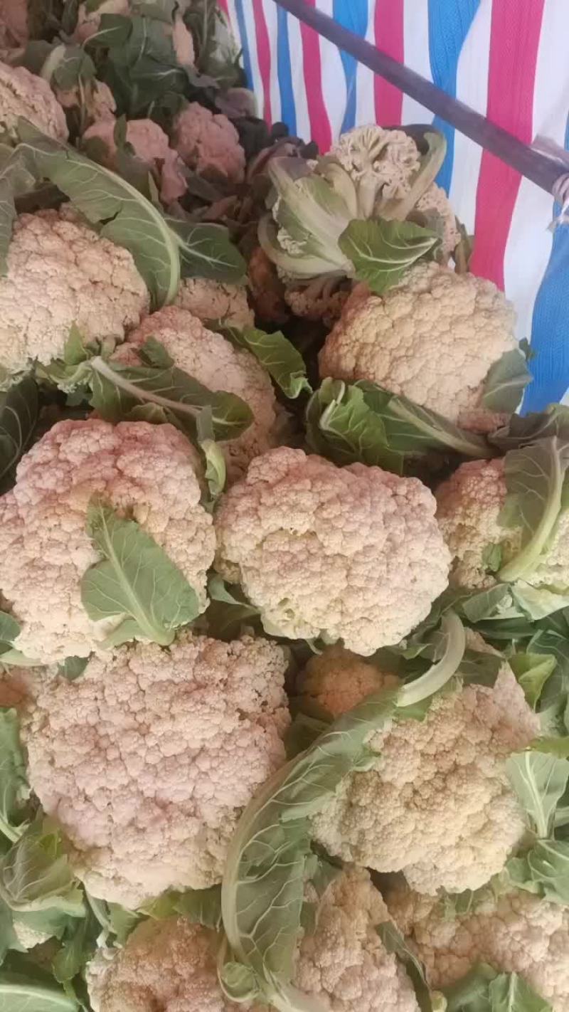 精品松花