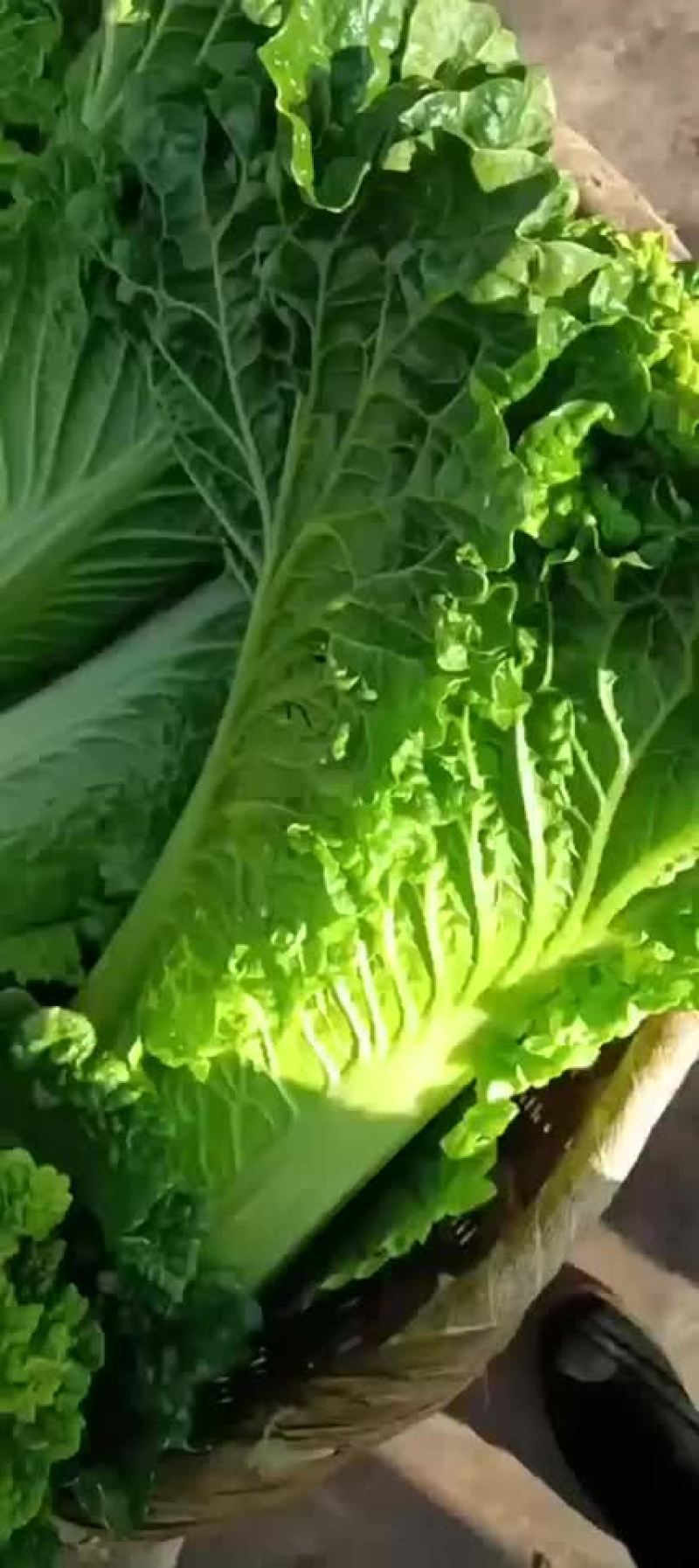 云南秋绿60精品货