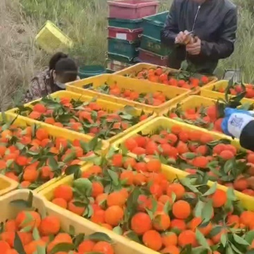 东方红