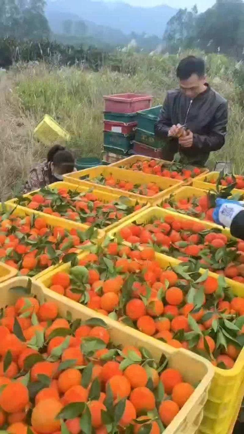 东方红