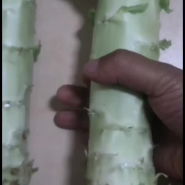 云南精品莴笋