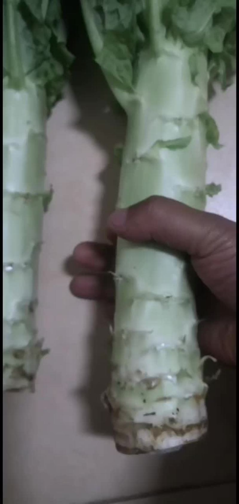 云南精品莴笋