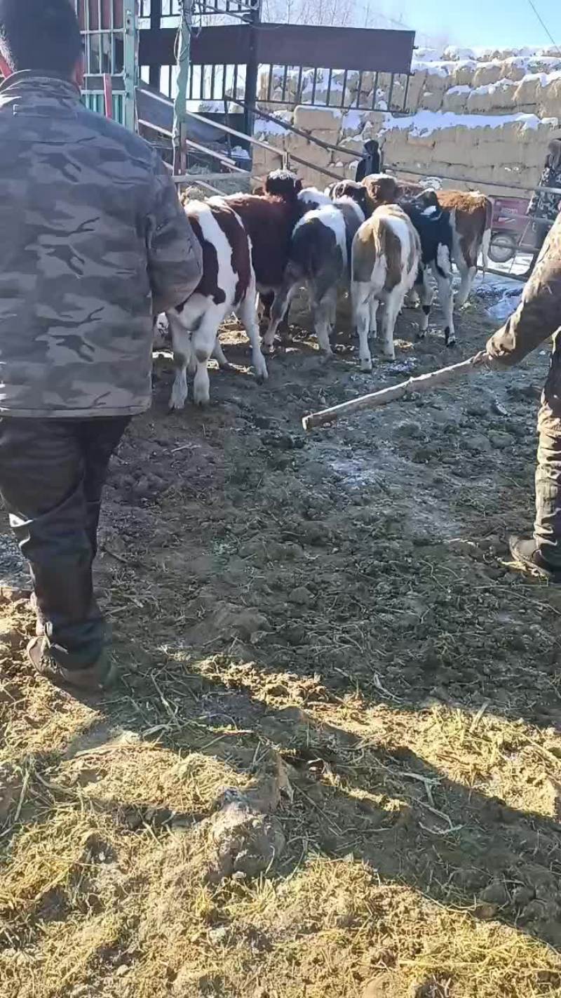 西门塔尔小公牛