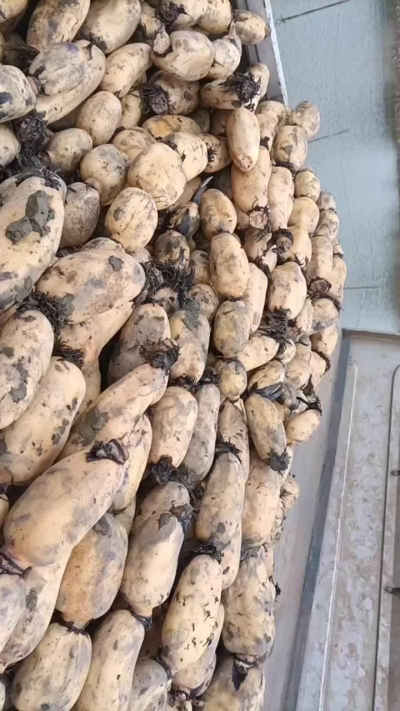 粉