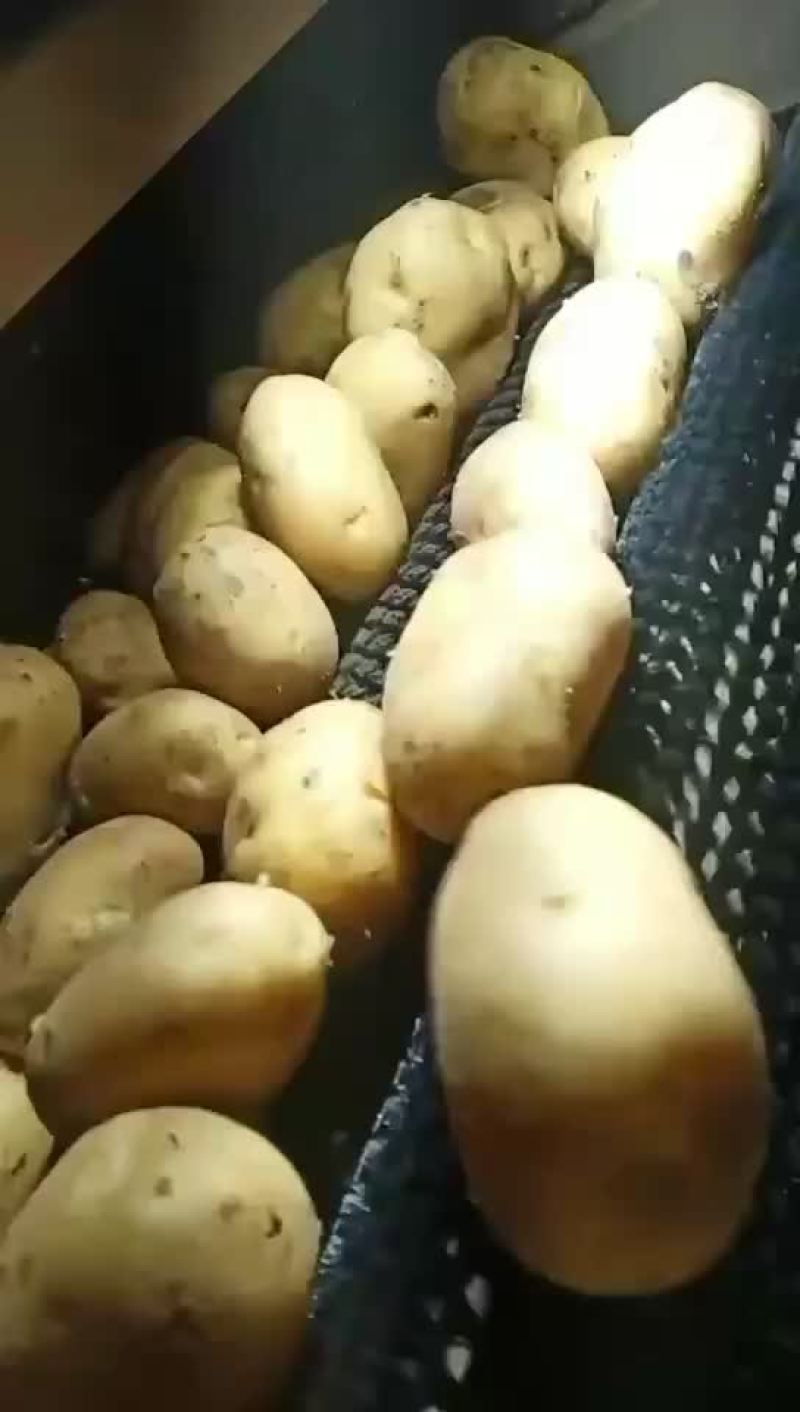万亩土豆大量库存精品黄金薯，沃土，EV商品薯价格美丽