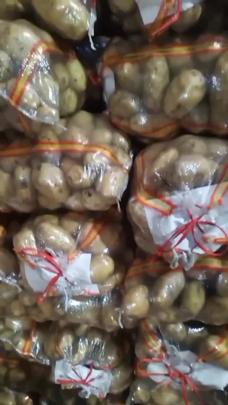 万亩土豆大量库存精品黄金薯，沃土，EV商品薯价格美丽