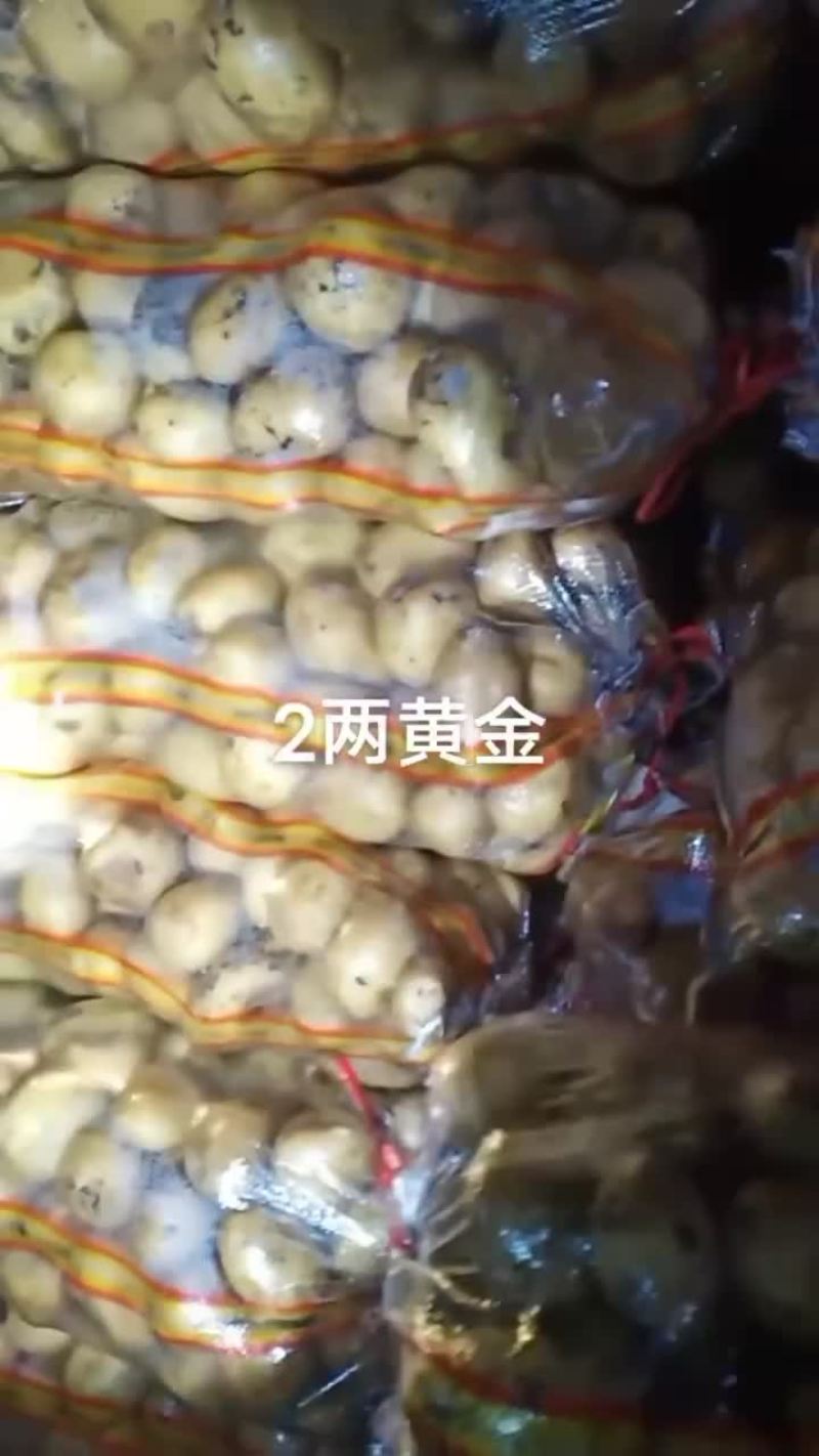 万亩土豆大量库存精品黄金薯，沃土，EV商品薯价格美丽