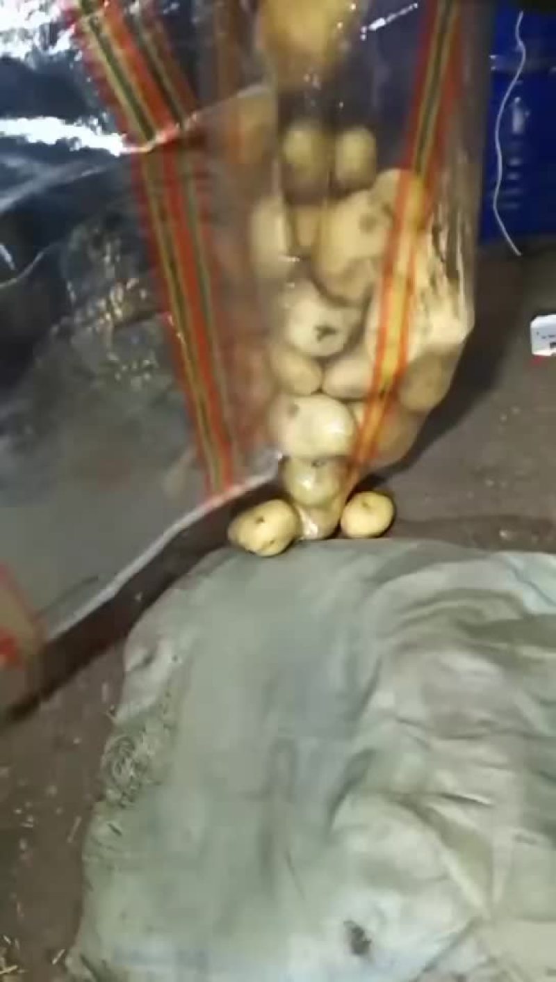 万亩土豆大量库存精品黄金薯，沃土，EV商品薯价格美丽