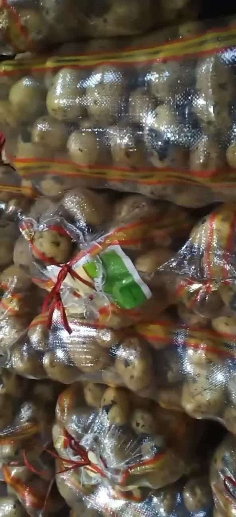 万亩土豆大量库存精品黄金薯，沃土，EV商品薯价格美丽