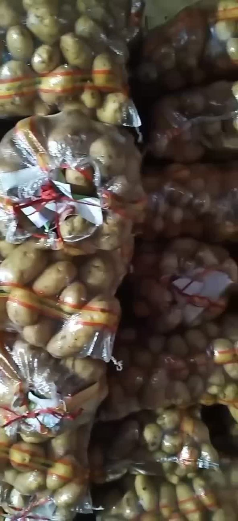万亩土豆大量库存精品黄金薯，沃土，EV商品薯价格美丽