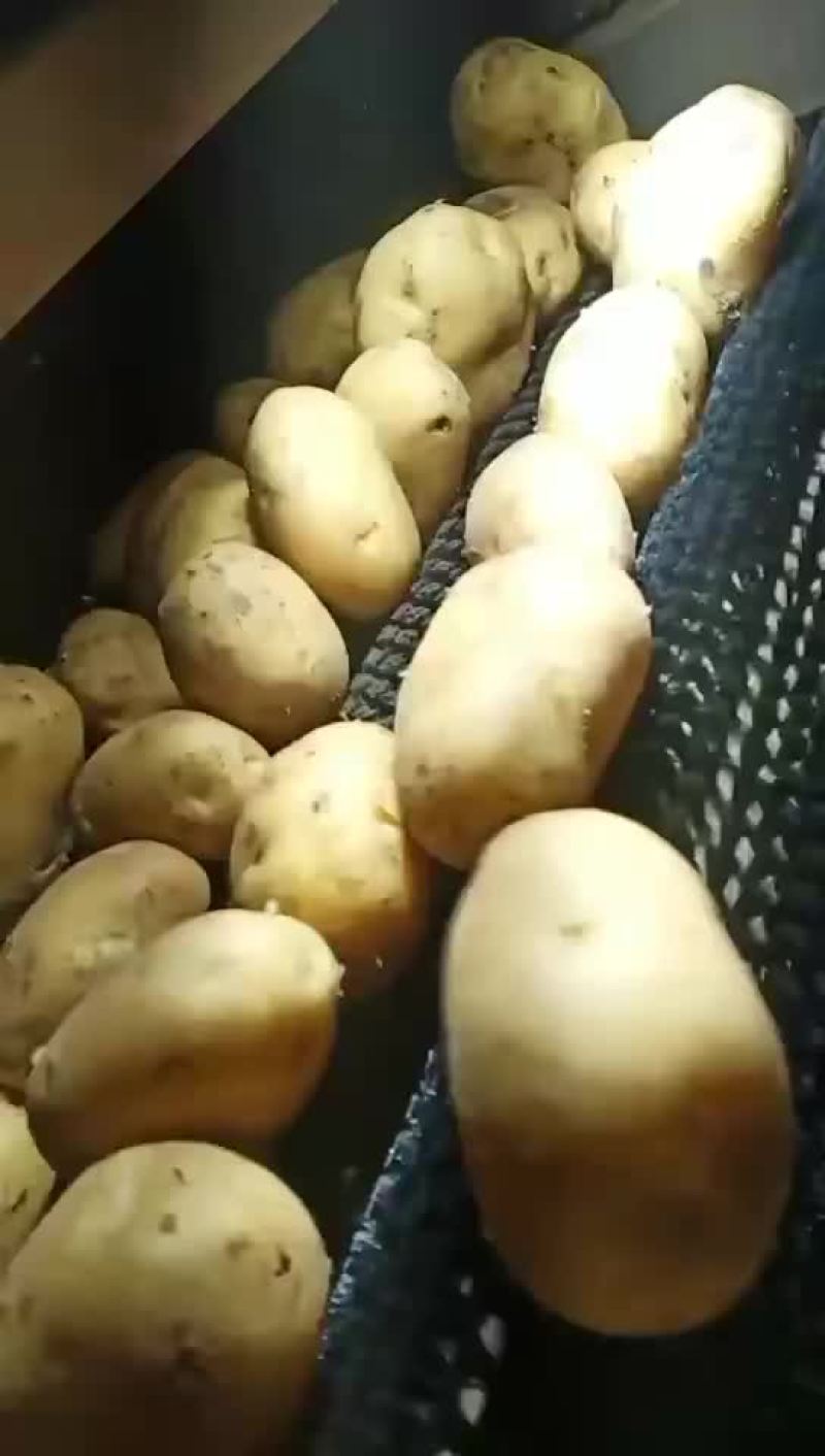 万亩土豆大量库存精品黄金薯，沃土，EV商品薯价格美丽