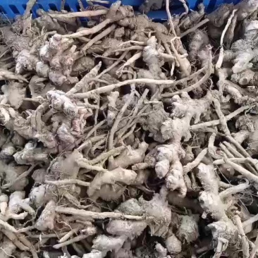 阳春风姜