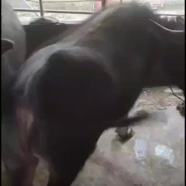 出售本地水牛