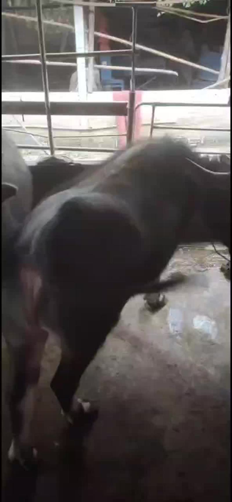 出售本地水牛
