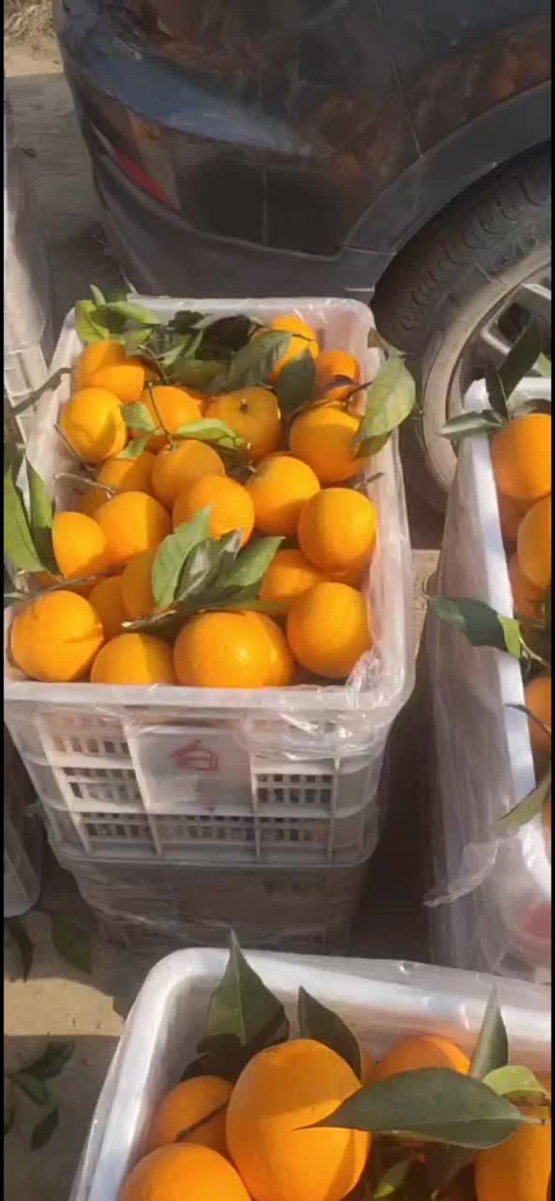 奉节脐橙