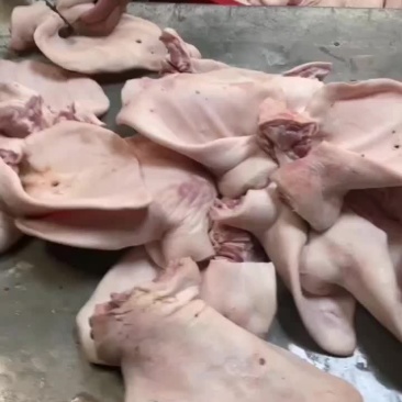 母猪猪耳