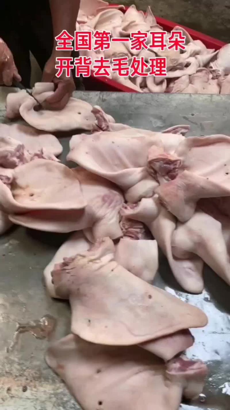 母猪猪耳