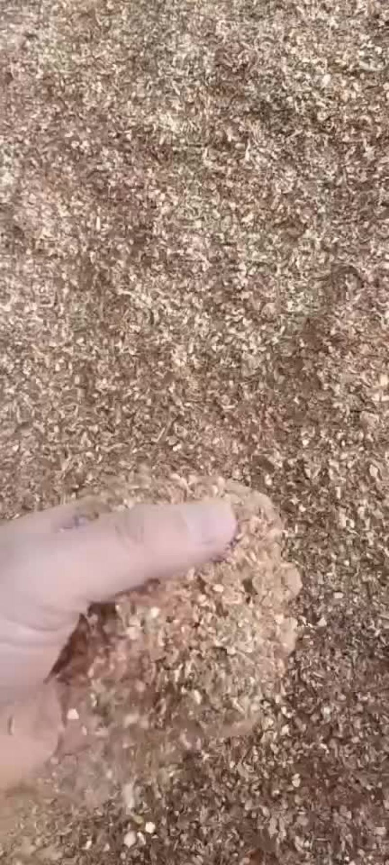 玉米毛糠
