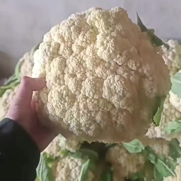 精品小米花，长期有货。