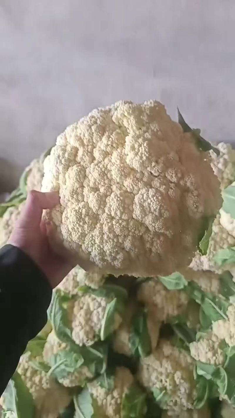 精品小米花，长期有货。