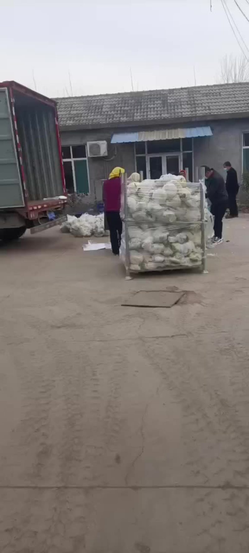 精品小米花，长期有货。