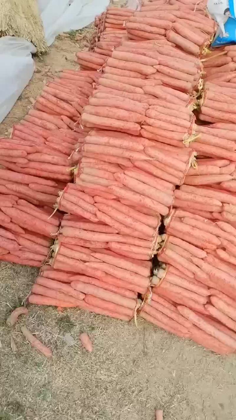 红萝卜大量有货要的老板联系