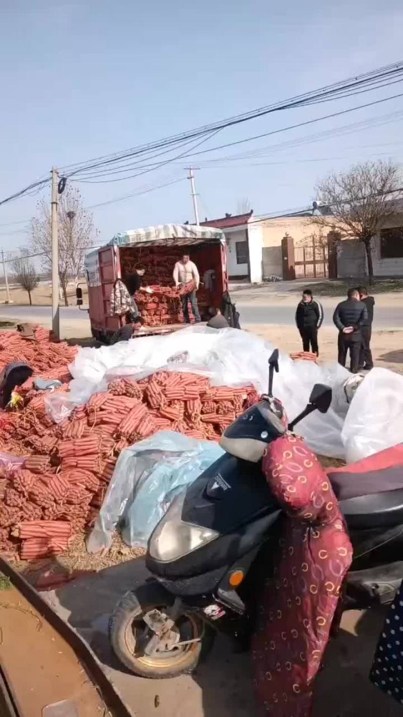 红萝卜大量有货要的老板联系