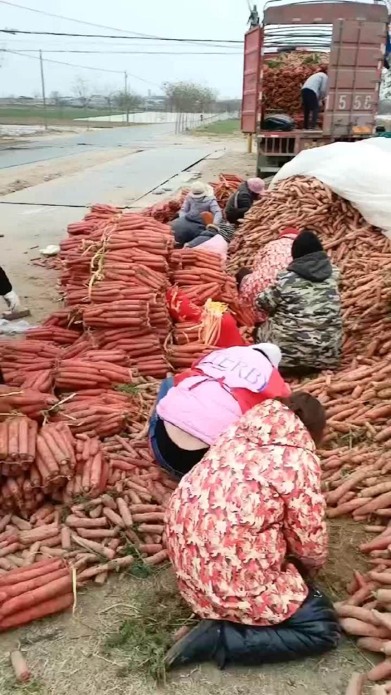 红萝卜大量有货要的老板联系