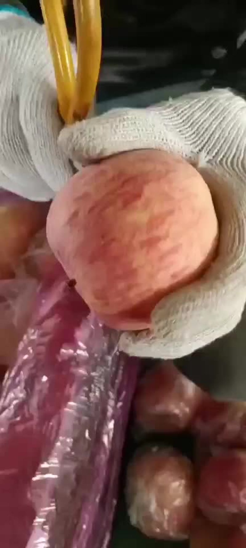 纸加膜冰糖心红富士苹果大量现货供应中，口感脆甜多汁。
