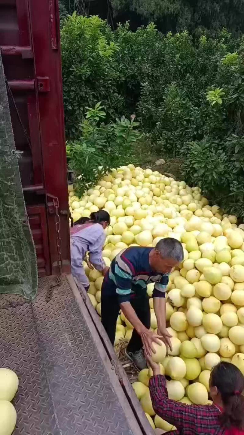 套袋红心柚六万斤