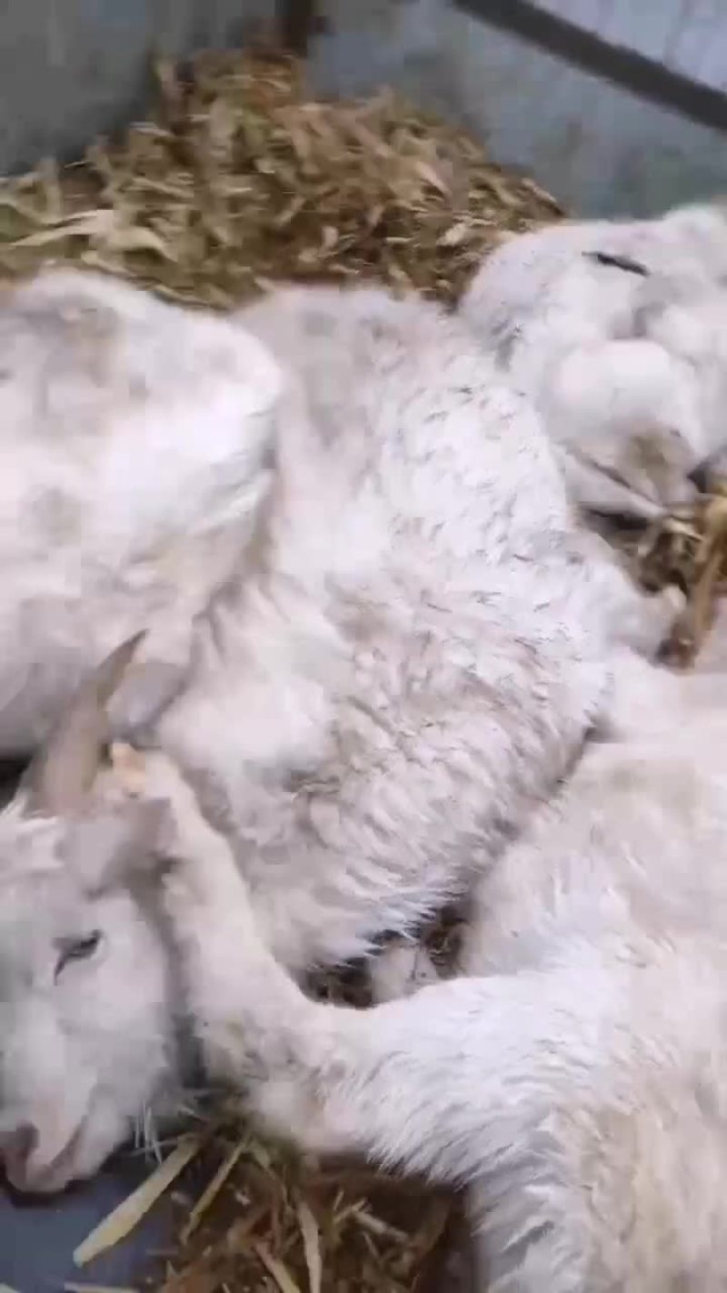 自己家养的小山羊
