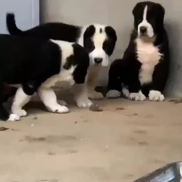 中亚牧羊犬