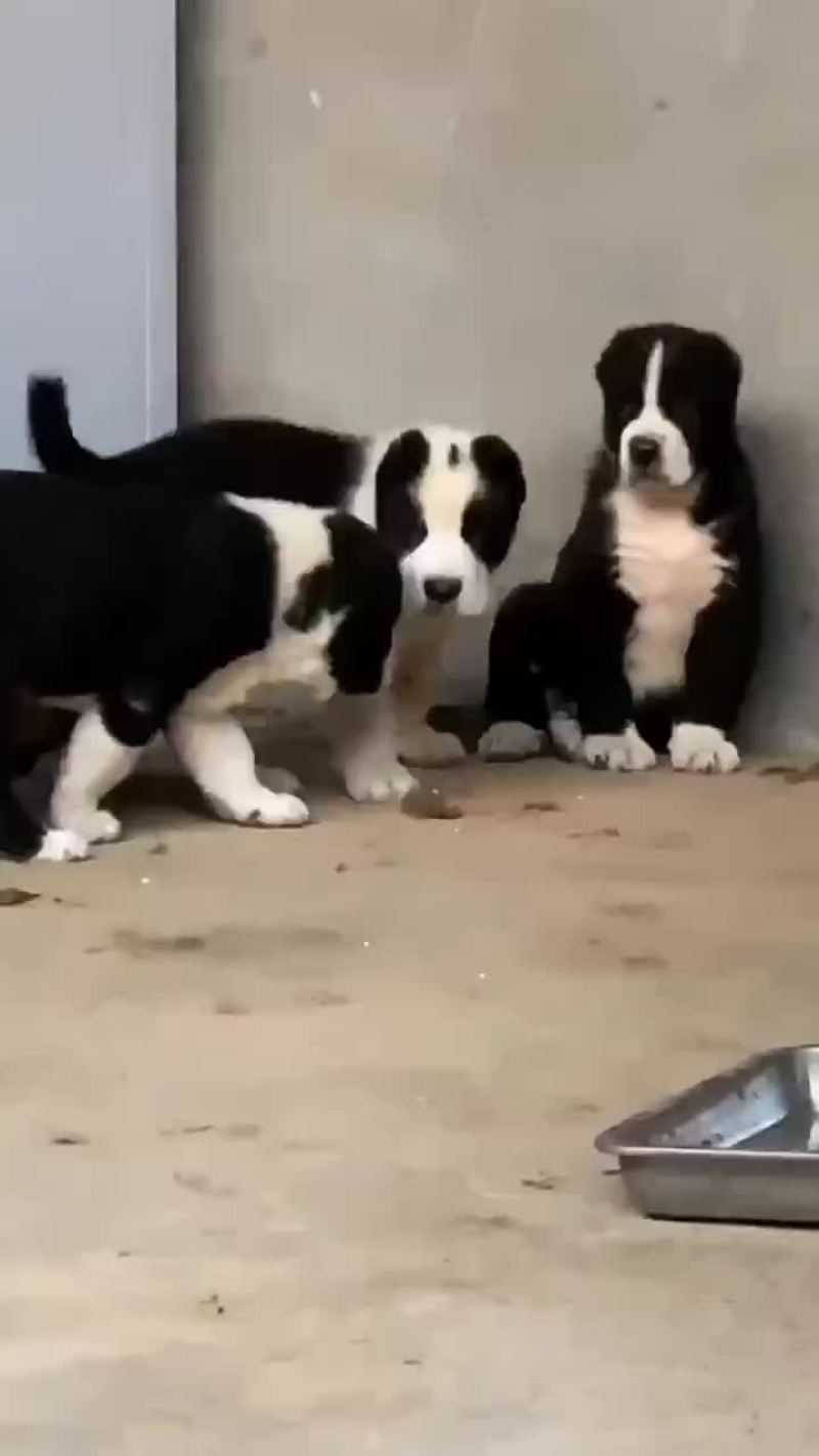 中亚牧羊犬