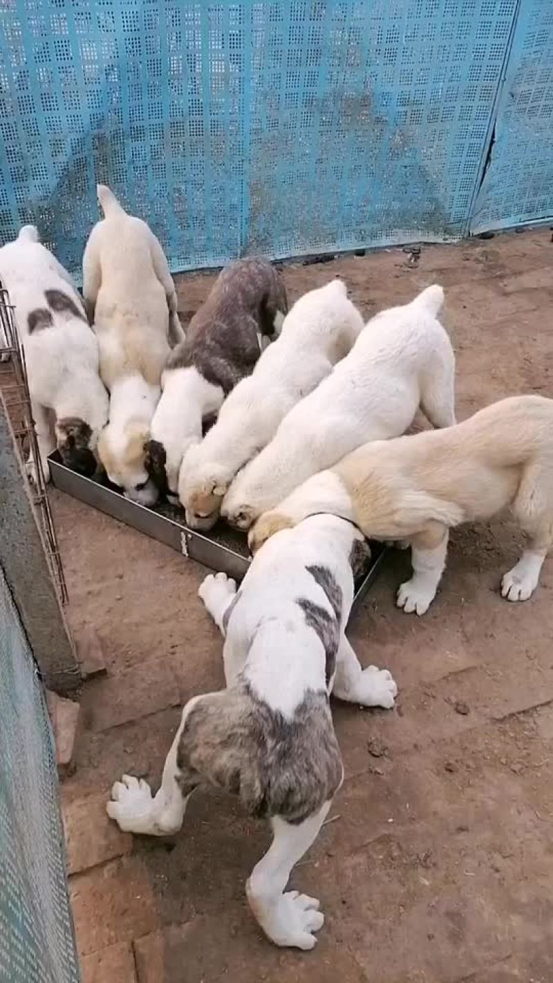中亚牧羊犬