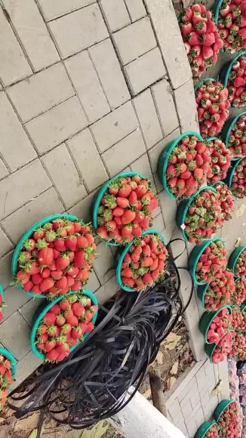 万亩草莓园大量上市，便宜便宜再便宜！
