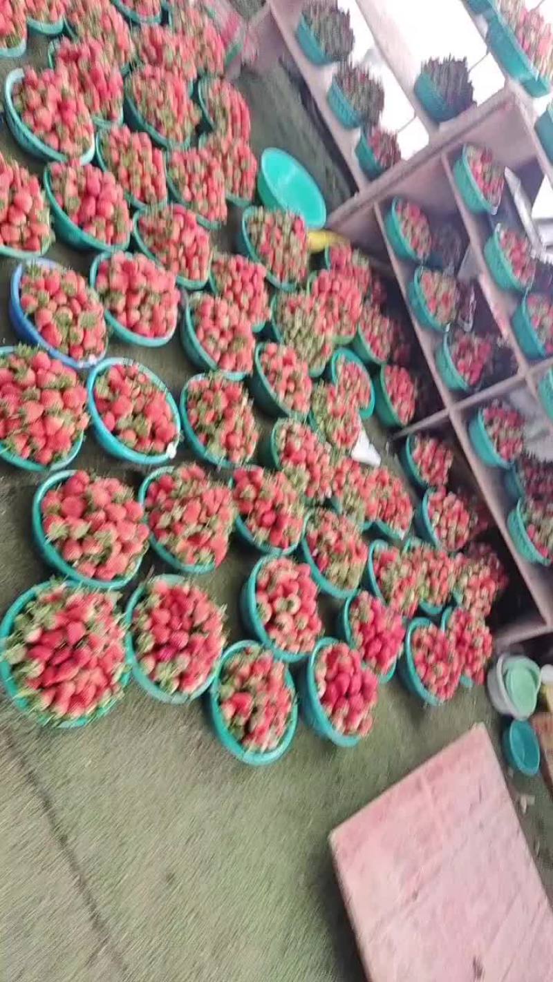 万亩草莓园大量上市，便宜便宜再便宜！